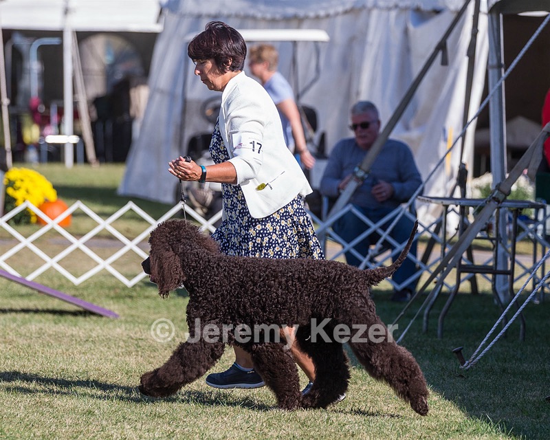 17 - GCH CHANTICO'S SHELTER FROM THE STORM RN XF MX CD RA AXJ (Reef)