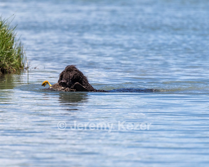 Ghillie
