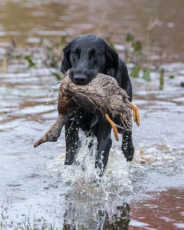 Cooper Westcot