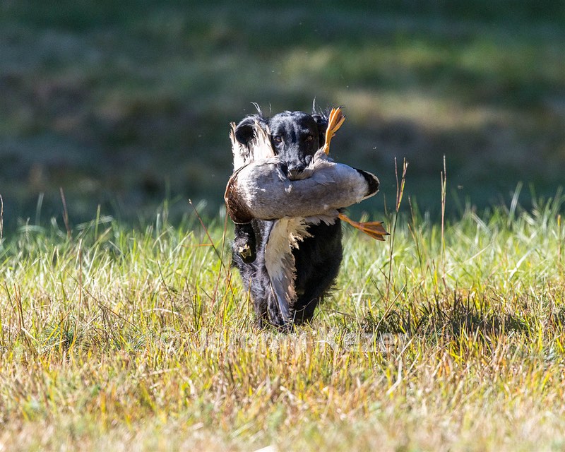 Dolly Partridge