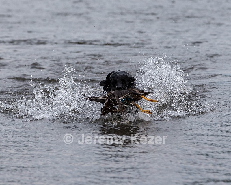 Splash