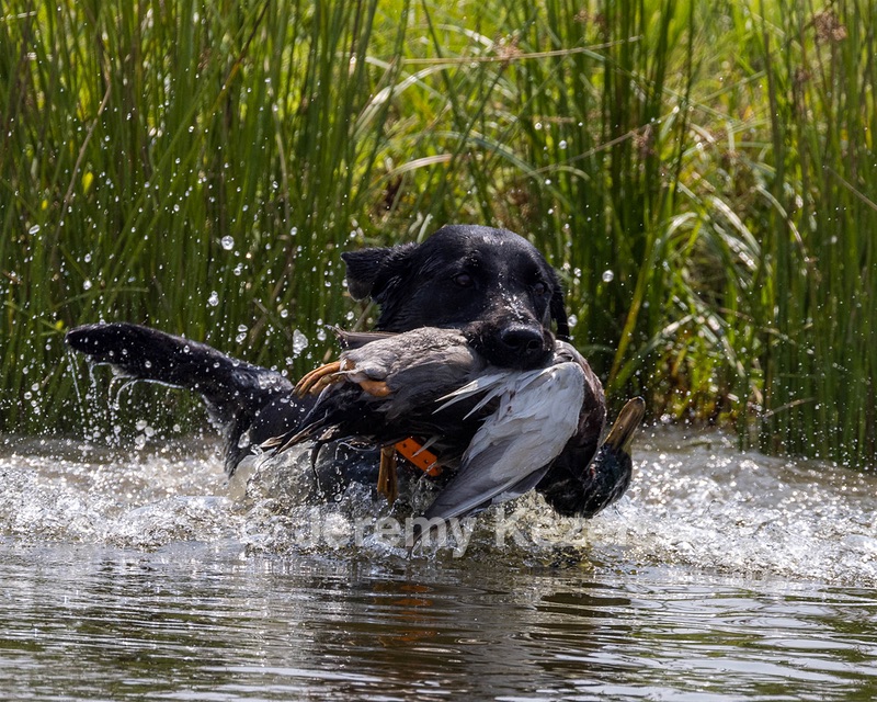 KOTA Cushing
