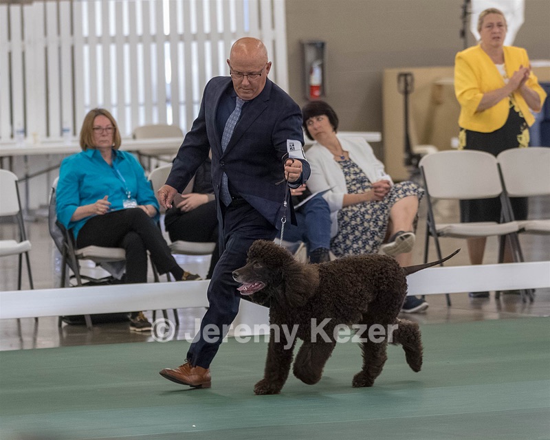 66 - GCH CH BLACKTHORN'S KEEVA CROMPTON AX AXJ XF RN CGC (Keeva)