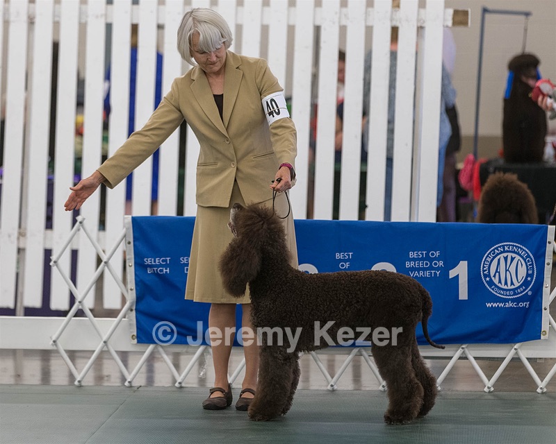 40 - GCH POOLE'S IDE BONNIE BROOK CD RE CGC (Bonnie)