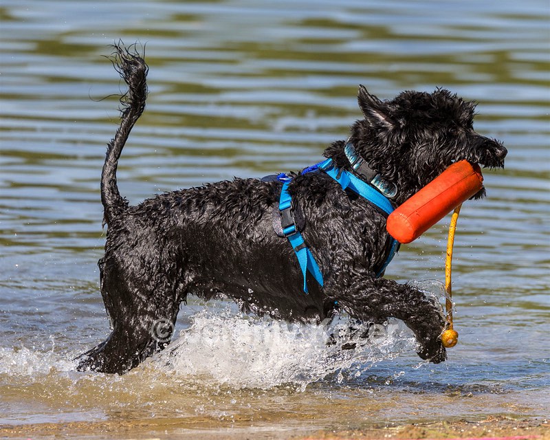 Roo Sestini