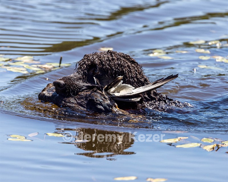 Ghillie Kezer