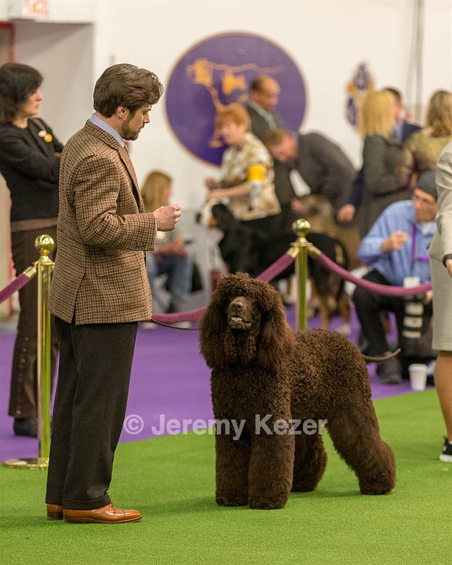 08 - GCH CH Quiet Storm My Boy's Wicked Smart CGCA TKA (Bayes)