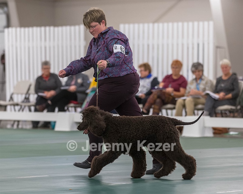 62 - GCH ALL GREEN WI' ENVY V ALPHA NORDIC CD RE DS RATN (Jade)