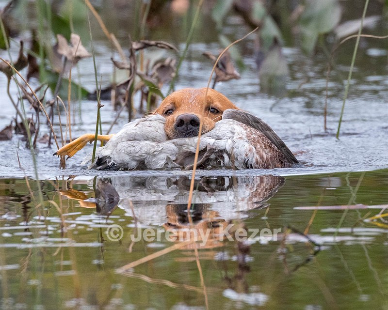 Dahlia Montesi