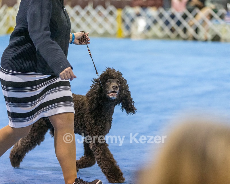 30 - GCH CH Chantico's Spirit In The Surf JH CD RA OA OAJ  NF (Selchie)