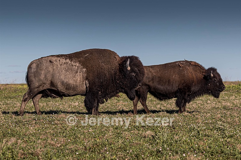 Bison, Badlands National Park, South Dakota