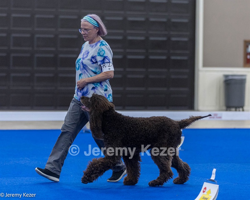 R27 - CASTLEHILL'S XTRAORDINEIRE CD BN RM3 RAE2 RC CAA FCAT SWEE SWM RATS DJ CGC TKN FTN