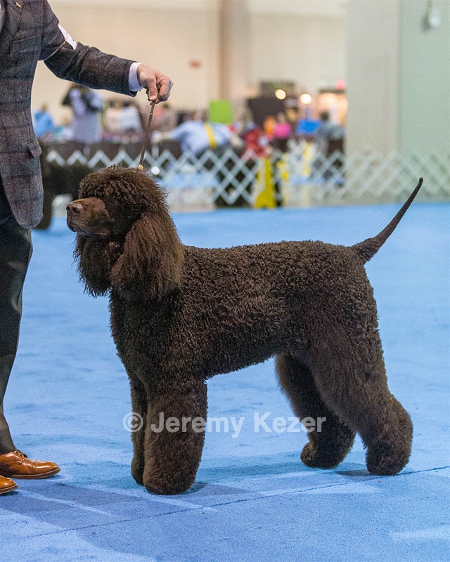 17 - GCH CH Quiet Storm My Boy's Wicked Smart  CGCA TKA (Bayes)