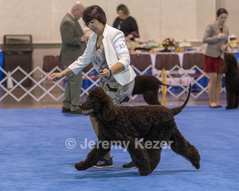 15 - GCH Am/Can CH Chantico's Shelter From the Storm Am/Can CD RN MX AJX OF DS (Reef)