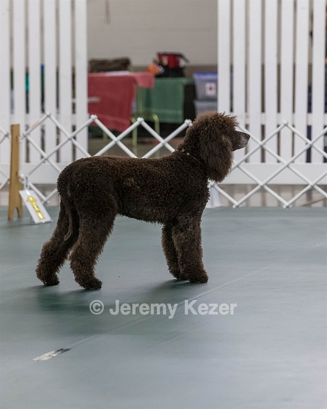 2701 - GCH POOLE'S IDE BONNIE BROOK CD RE CGC (Bonnie)