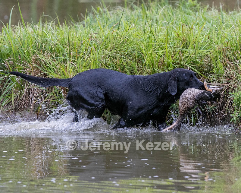 Piper