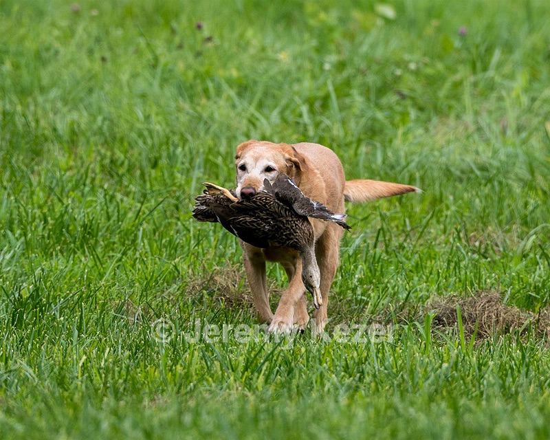 Pippin Moss