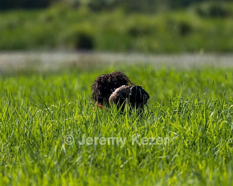 Ghillie Kezer
