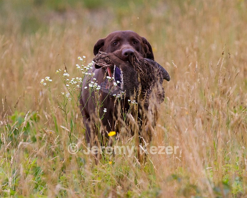 Jake niess