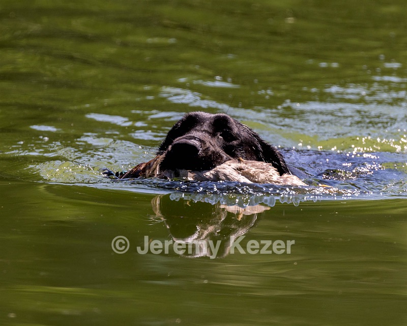 Otter Marro