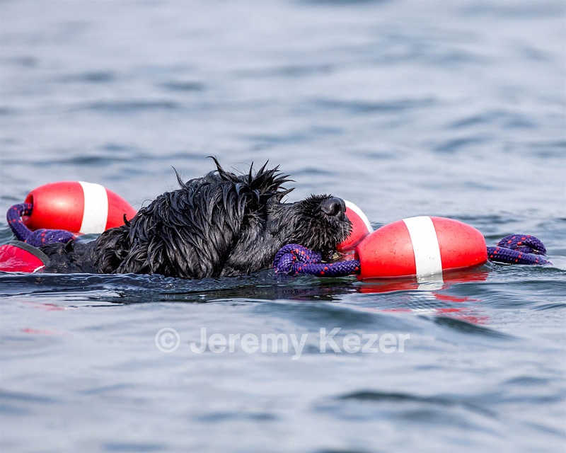 Scully Lavalli