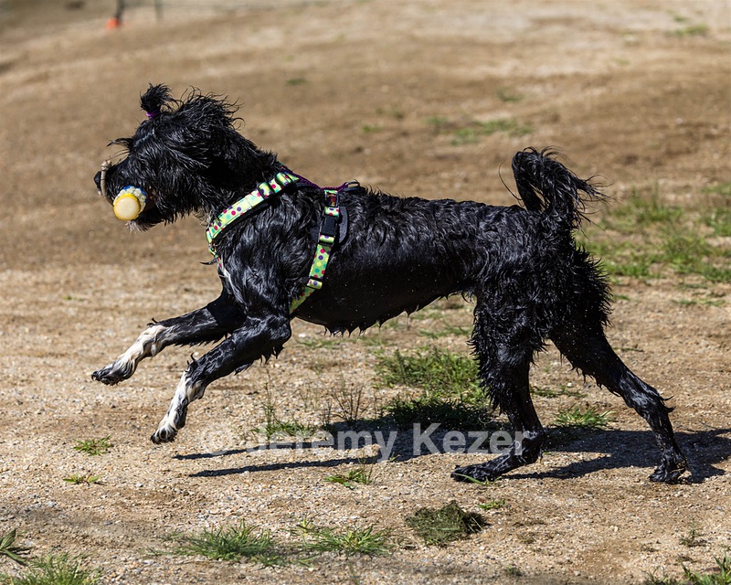 Dottie Notestine