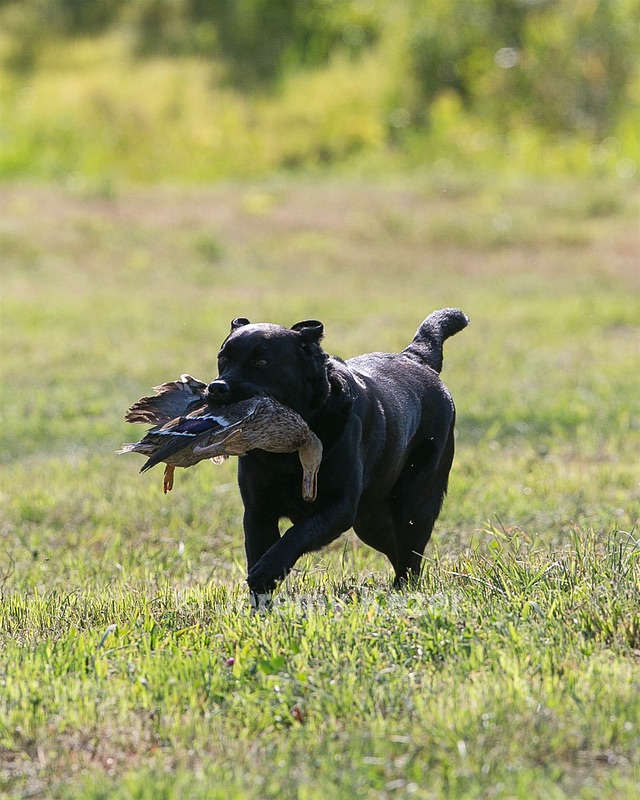 sable malajas