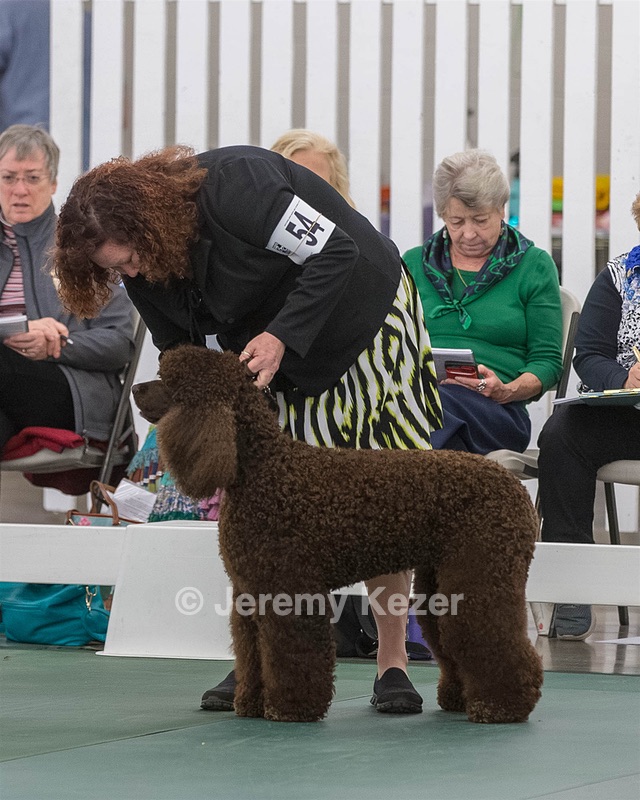 54 - GCH BREKKON BEGINS WITH BEAUFIELD