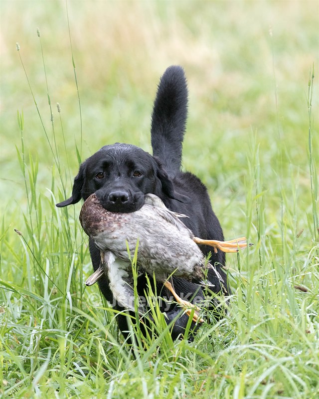 Ranger schuko