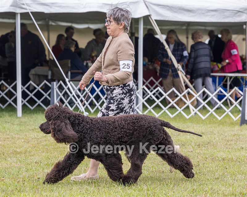 25 - GCH CH POOLE'S IDE RIPTIDE OHS RI DS CGC (Rip)