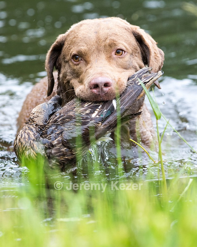 Hunter Law
