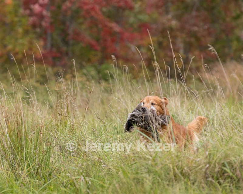 Tiger McCluer