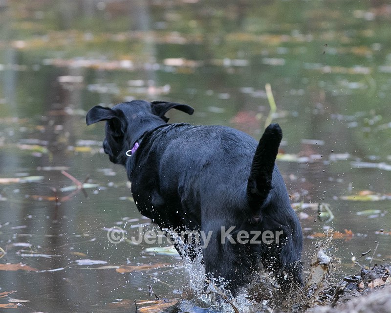 Jacey
