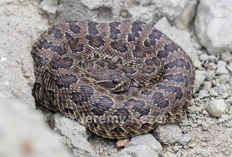 Prarie Rattlesnake, Badlands National Park, South Dakota