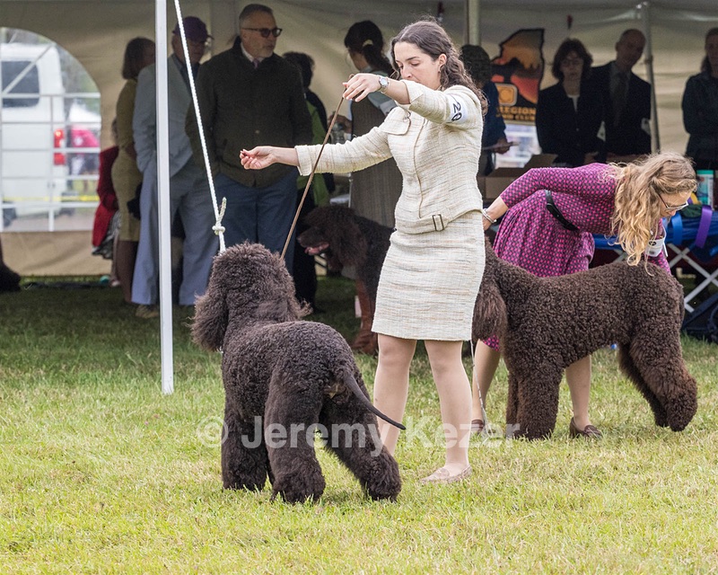 20 - GCHS CH POOLE'S IDE SAY NO MORE OHS CD RE JH DS (Simone)