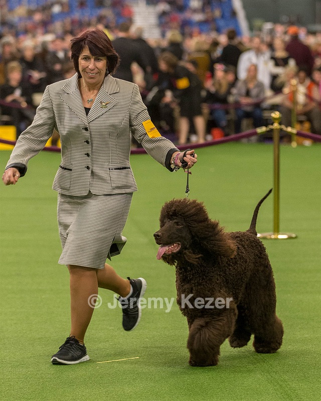 10 - GCH CH Chantico's Shelter From The Storm RN OF AX OAJ CD (Reef)