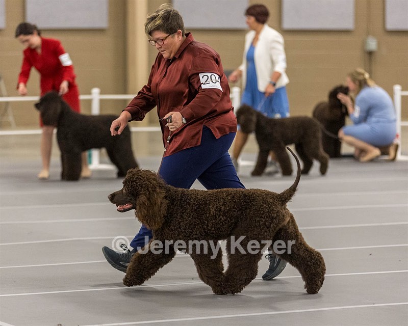 204 - CH Brekkon’s Brown Eyed Girl At Flintcrest DJ CGC TKN FTI