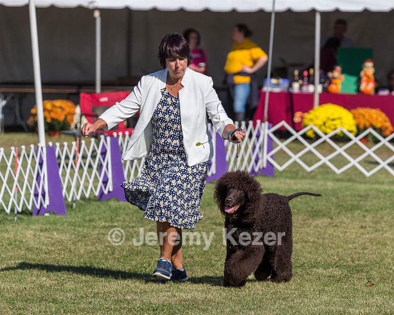 17 - GCH CHANTICO'S SHELTER FROM THE STORM RN XF MX CD RA AXJ (Reef)