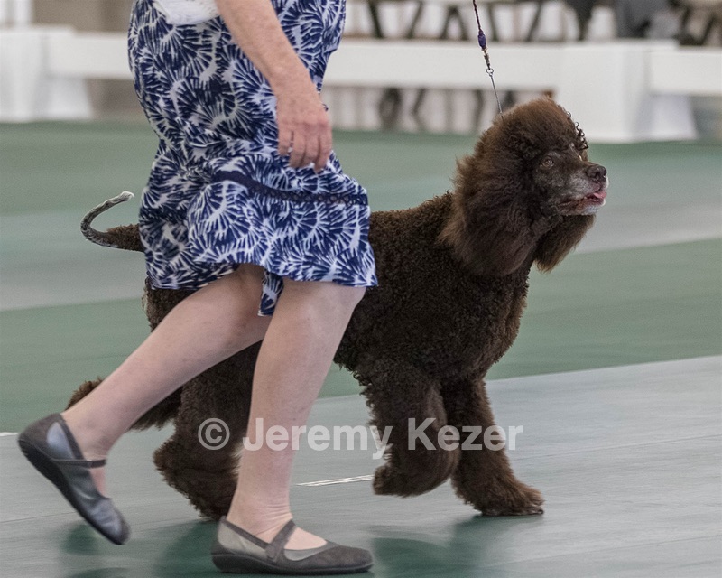 36 - GCH ARROYO'S BEGIN THE BEGUINE AX OAJ NF (Porter)