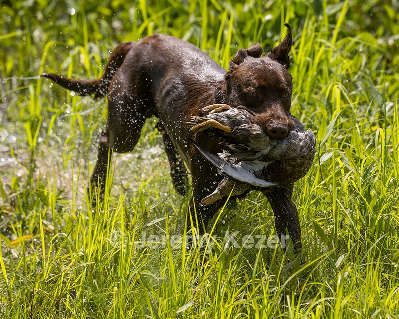 Moose Molle