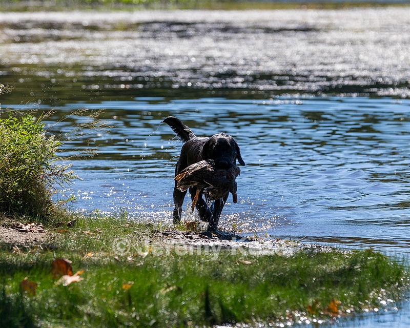 Ranger schuko