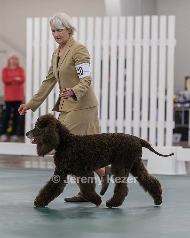 40 - GCH POOLE'S IDE BONNIE BROOK CD RE CGC (Bonnie)