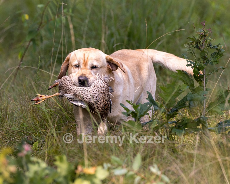 Henry
