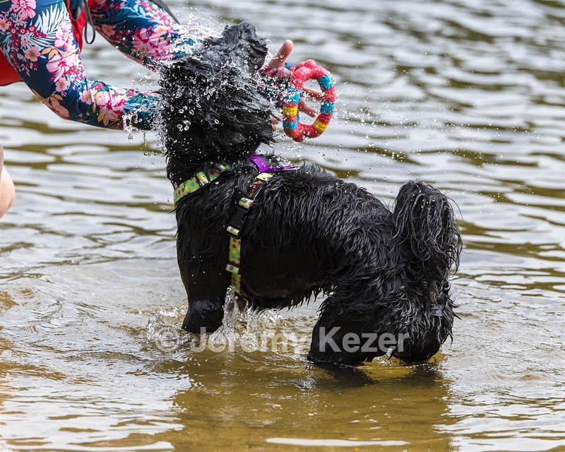 Dottie Notestine
