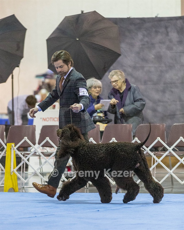 17 - GCH CH Quiet Storm My Boy's Wicked Smart  CGCA TKA (Bayes)