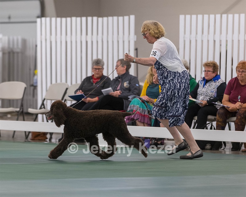 36 - GCH ARROYO'S BEGIN THE BEGUINE AX OAJ NF (Porter)