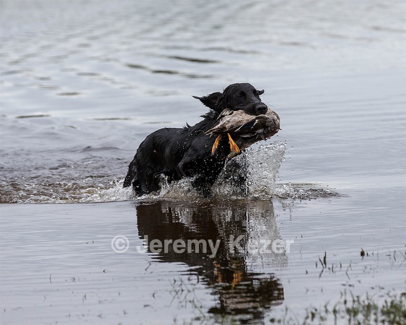 Splash Nettleton-Smilas