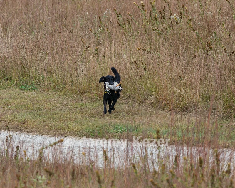 Onyx