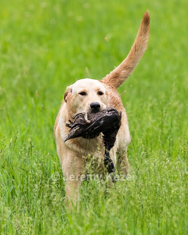Ketch