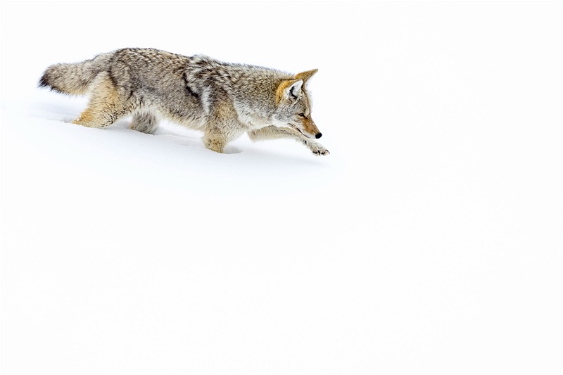 Coyote, Yellowstone National Park